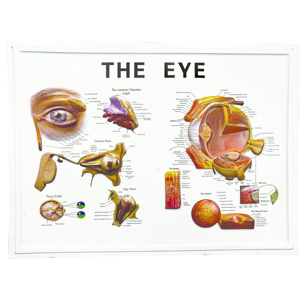 Laminated "The Eye" Poster 58x43cm