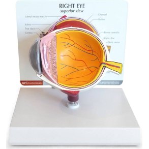 CUTAWAY EYE MODEL 3 3/4