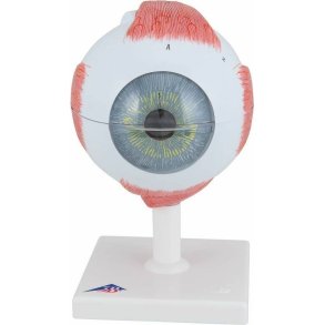 HUMAN EYE MODEL F-10 6 PIECES 5 TIMES ENLARGED