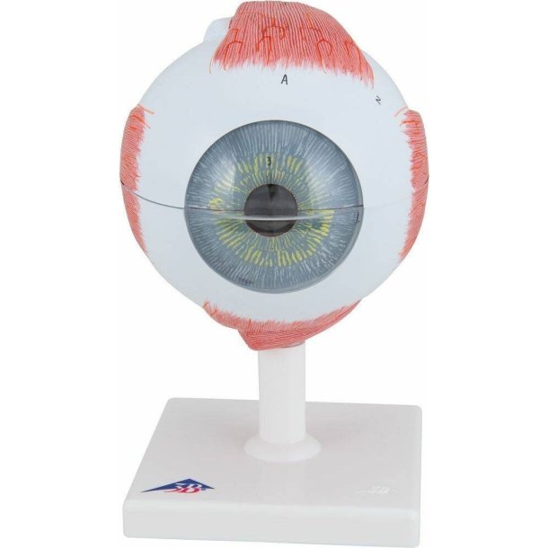 HUMAN EYE MODEL F-10 6 PIECES 5 TIMES ENLARGED